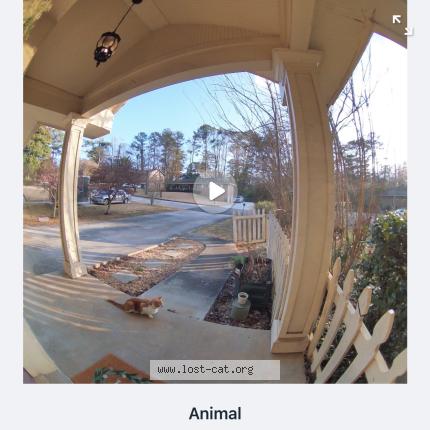 Photo 1/1 Chat trouvé Trouvé à Decatur