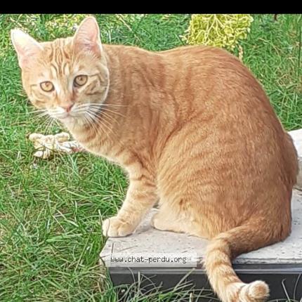 Photo 1/1 Chat retrouvé Perdu à Fresne les reims