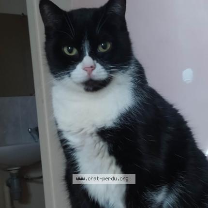 Photo de chat perdu à Les Pavillons Sous Bois