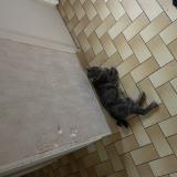 Photo de chat perdu à Challain La Potherie