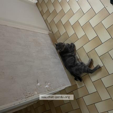 Photo 1/1 Jubal Chat perdu à Challain la potherie