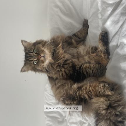 Photo 1/1 Tigrou Chat perdu à Saint sebastien sur loire