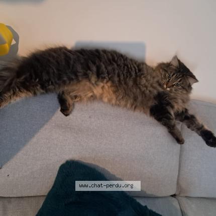 Photo 1/1 Mercury Chat perdu à Saint astier