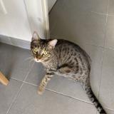 Photo de chat perdu à Salon De Provence