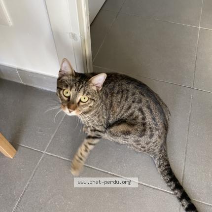 Photo 1/1 Tigrou Chat perdu à Salon de provence