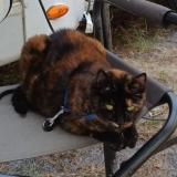 Photo de chat perdu à La Barre De Monts