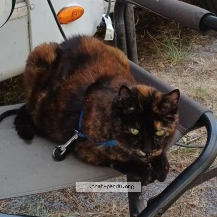 Photo 1/1 MINETTE Chat perdu à La barre de monts