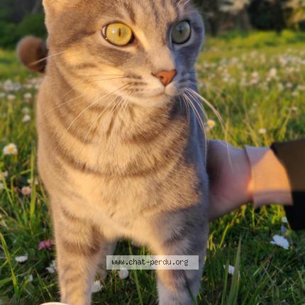 Photo 1/1 Stark Chat perdu à Saint jean de monts
