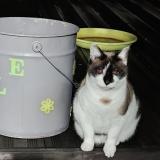 Photo de chat perdu à Floreffe