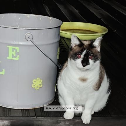 Photo 1/1 Bianca Chat perdu à Floreffe