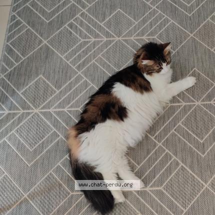 Photo 1/1 Mew Chat perdu à Lire