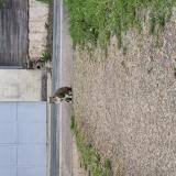 Photo de chat perdu à Soucelles