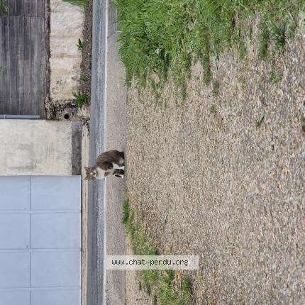 Photo 1/1 Griffe Chat perdu à Soucelles