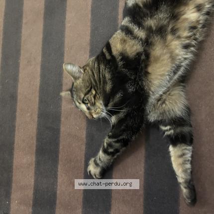 Photo 1/1 Chat trouvé Trouvé à Vaureal