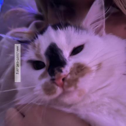 Photo 1/1 Pumpkin Chat perdu à Belnan