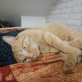 Photo de chat trouvé à Torcy