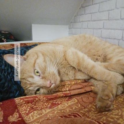 Photo 1/1 Chat trouvé Trouvé à Torcy