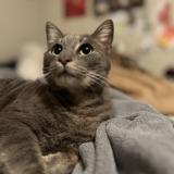 Photo de chat perdu à Blanco