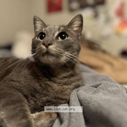 Photo 1/1 Sylvia Chat perdu à Blanco