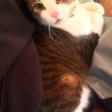 Photo de chat perdu à Portland