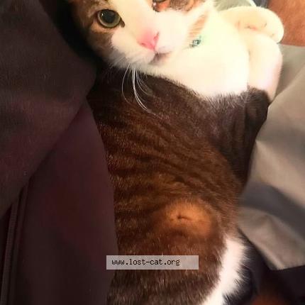 Photo 1/1 Tonnice Chat perdu à Portland