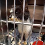 Photo de chat trouvé à Yves