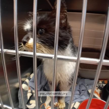 Photo 1/1 Chat trouvé Trouvé à Yves