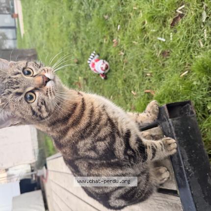 Photo 1/1 Chat trouvé Trouvé à Compiegne