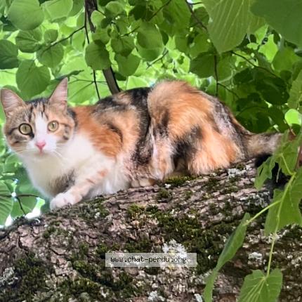 Photo 1/1 Hécate Chat perdu à Lurs