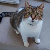 Photo de chat perdu à Guitres