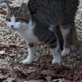 Photo de chat trouvé à Chateaubriant