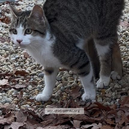 Photo 1/1 Chat trouvé Trouvé à Chateaubriant