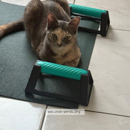 Photo 1/1 Temp&ecirc;te Chat perdu à Bouvesse quirieu