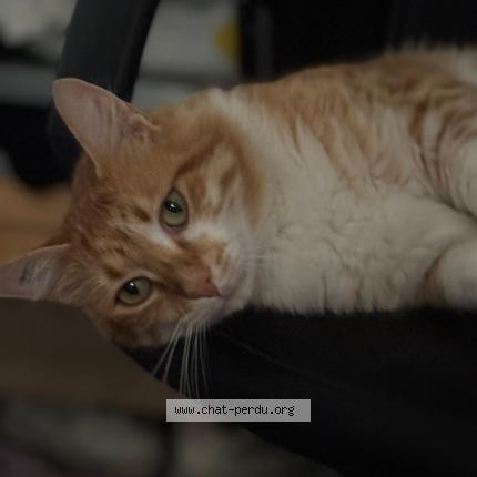 Photo 1/1 Sa&iuml;ko Chat perdu à 83560 saint julien france