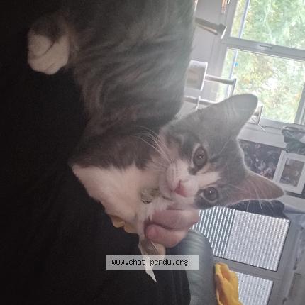 Photo de chat perdu à Noveant Sur Moselle