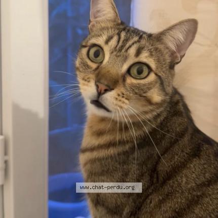 Photo 1/1 Tchoupi Chat perdu à Montpellier