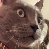 Photo de chat perdu à Saint Nom La Breteche