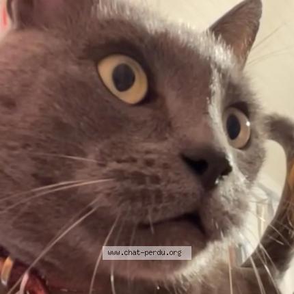 Photo 1/1 FELIX Chat perdu à Saint nom la breteche