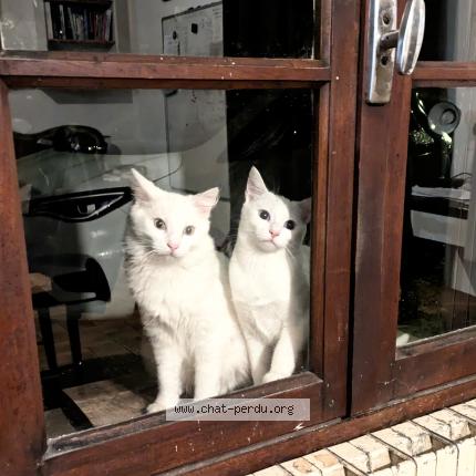 Photo 1/1 Perrin Kevin Chat perdu à Villefranche de rouergue