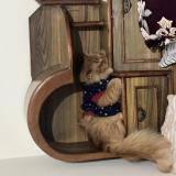 Photo de chat perdu à Chandigarh