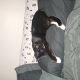 Photo de chat perdu à Louisville