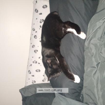 Photo 1/1 Johnny Chat perdu à Louisville