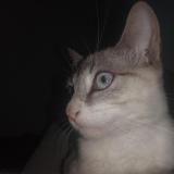 Photo de chat perdu à Huanuco