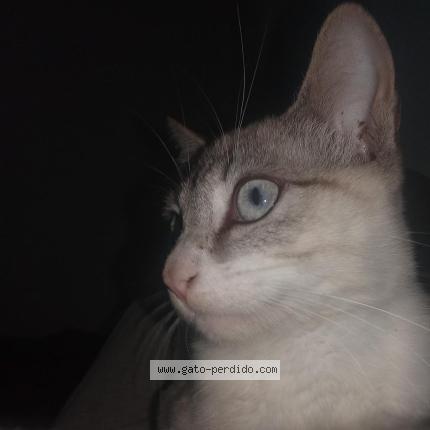 Photo 1/1 Jasper Chat perdu à Huanuco