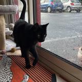 Photo de chat perdu à Montaigu