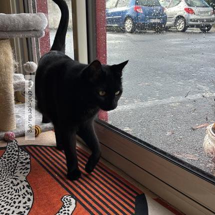 Photo 1/1 Pitichat Chat perdu à Montaigu