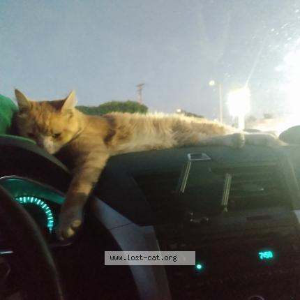 Photo 1/1 little baby Chat perdu à Long beach