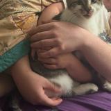 Photo de chat perdu à Chilliwack