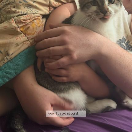 Photo 1/1 Oscar Chat perdu à Chilliwack