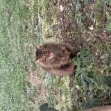 Photo de chat trouvé à Gagny